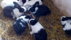 АКЦИЯ!!! Продавам холандски зайци по 2.5кг. по 25 лв. За брой!!!! - Снимка 6