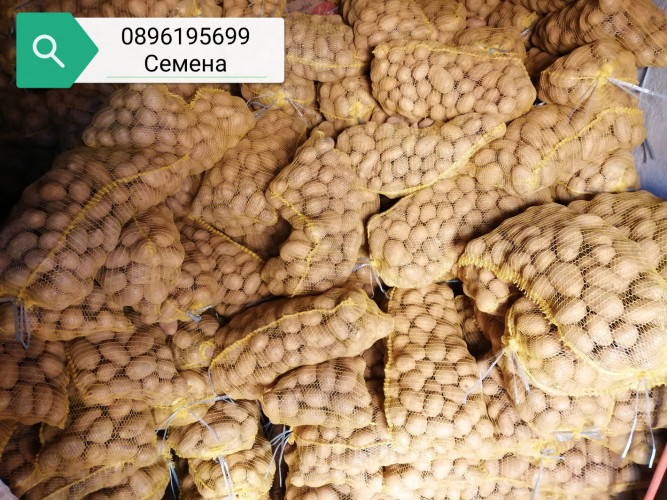 Семена картофи - Снимка 1