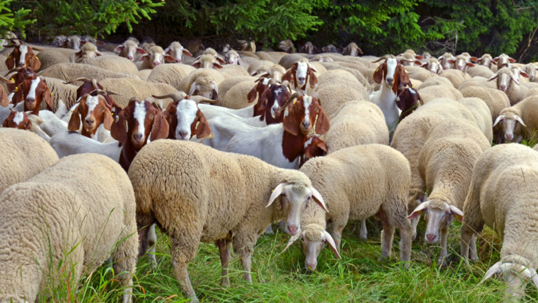 Протичане на бременността и раждане при овцете и козите