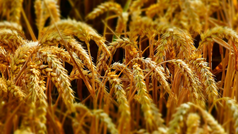 Страх за храната: Пшеницата поскъпна на световните борси