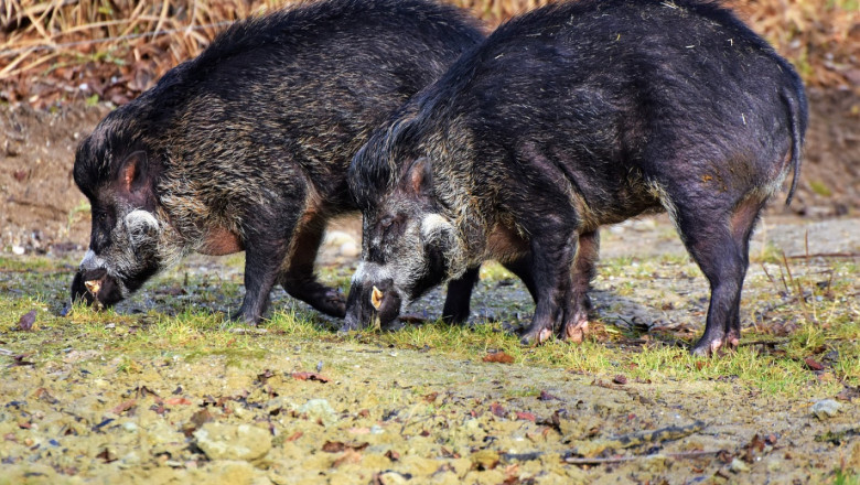 Държавата отпуска de minimis за щети от диви свине и елени