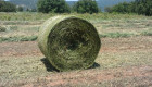 Рулонни бали сено - грах и овес - фолирани - Снимка 1