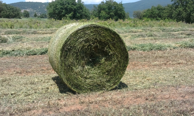 Рулонни бали сено - грах и овес - фолирани - Снимка 1