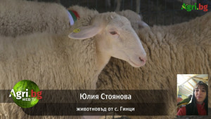 Овцевъдите не се предават - Agri.bg