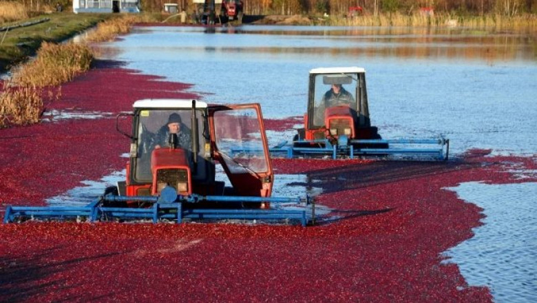 Трактори в езерото: Как се събира реколта по "мокрия начин"