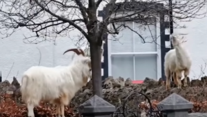 Кози и овце излязоха на градска разходка - Agri.bg