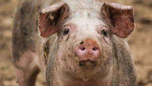 Потребности на свинете от витамини