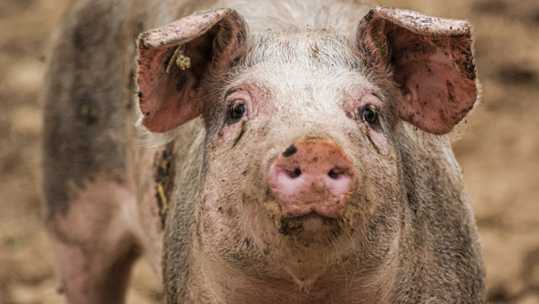 Потребности на свинете от витамини