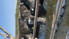 Продавам добре угоени крави за клане - Снимка 3