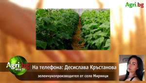 Без паника: Родните краставици са вече на пазара - Agri.bg