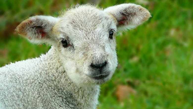 Заради кризата: Испания ще дава по 30 евро на коза или овца