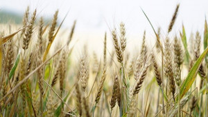 Румъния ограничи износа на зърно