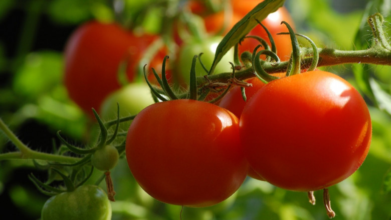 Как да се борим с болестите причинени от патогенни бактерии по доматите
