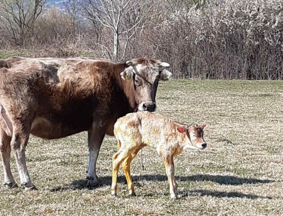 Ново бебе във ферма "Под Балкана"