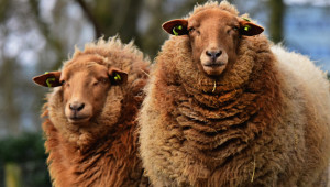 Хранене и репродуктивност на овцете