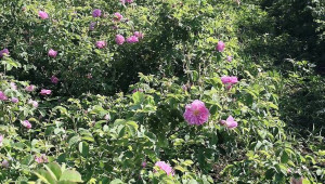 Маслодайната роза осигурява работни места по време на криза