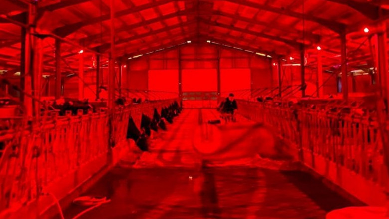 Червена светлина за „лека нощ“ на кравите