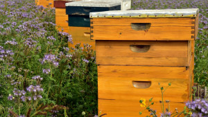Екологично пчеларство