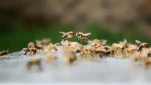 Предупреждение към пчеларите: Ще пръскат отново пшеницата в Плевенско