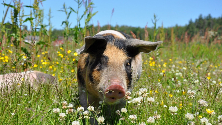Инфекция: Обявиха нови случаи на чума по свинете в стари огнища