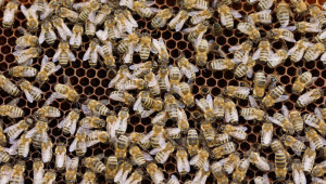 Пчелни килийки - видове