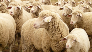 Породи овце за месо