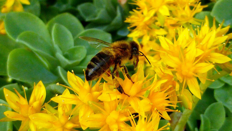 Грижи за пчелите през месец април - III част