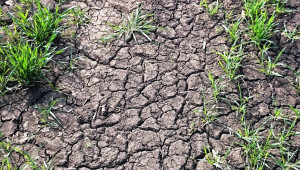 Бедствие в Добруджа: Сушата е напът да провали реколта 2020