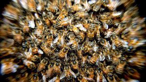 Грижи за пчелите през май – Не допускайте семействата в роево състояние