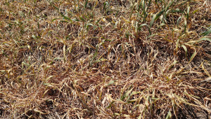Суша: Пшенични полета се превръщат в пустиня - Agri.bg