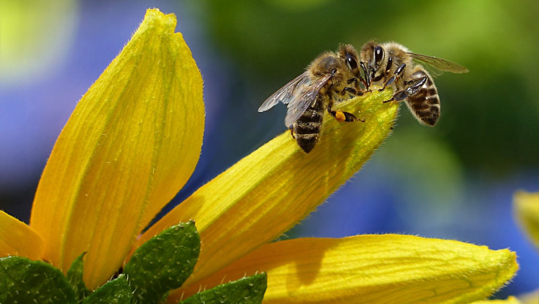 Екологично пчеларство - отглеждане на пчели без използване на лекарства