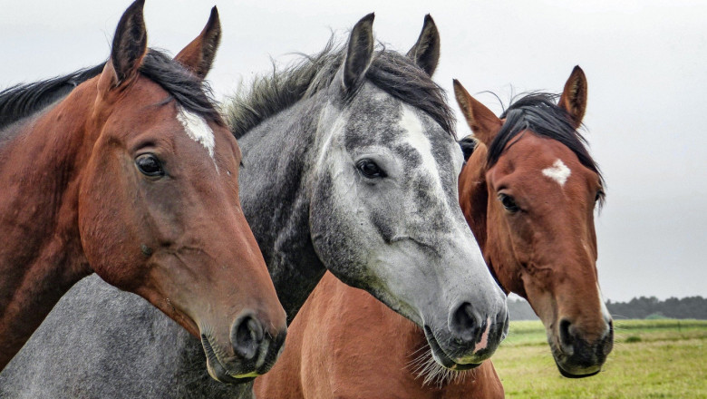 Държавата: Търсят се коне за производството на ценни серуми