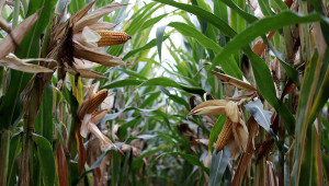 Отглеждане на царевица - технология
