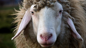 Храносмилателна система на овцете