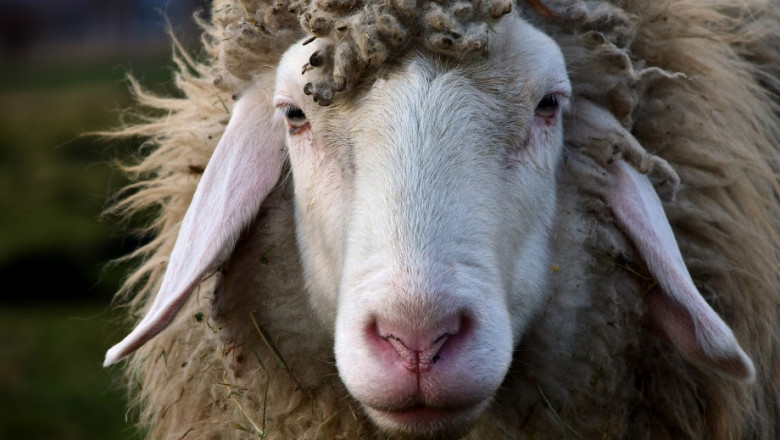 Храносмилателна система на овцете