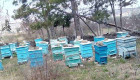 Пчелни семейства - Снимка 1