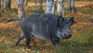 Още нови случаи на чума по диви прасета
