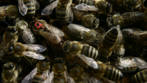 Отглеждане на пчелни майки и създаване на рояк