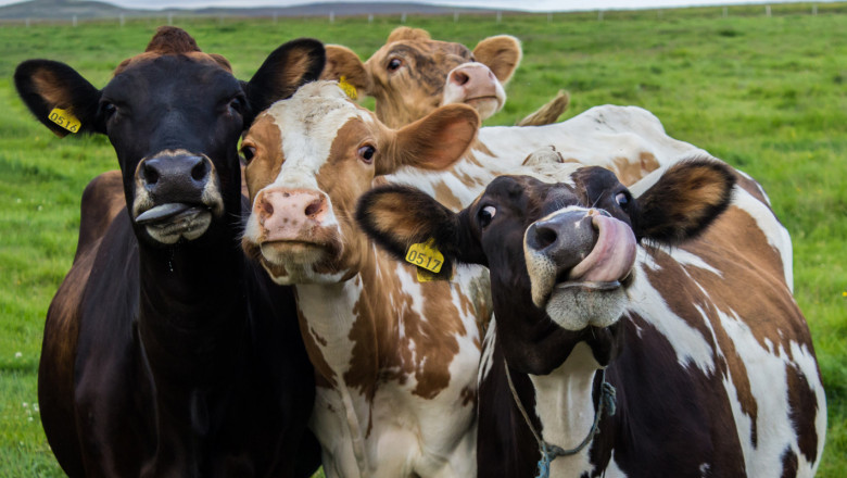Експерти: Добри новини за млечното говедовъдство