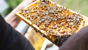 Първите договори по пчеларската програма са вече готови - Agri.bg
