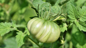 Правилно колтучене и формиране на доматите е гаранция за успех