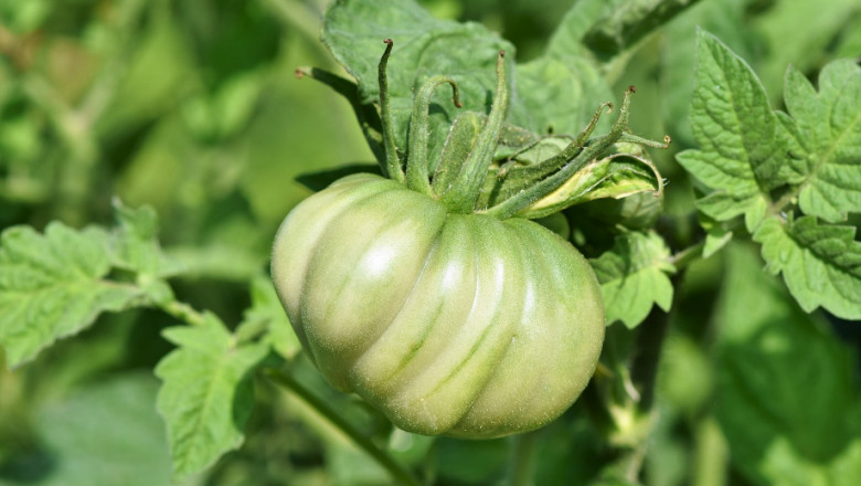 Правилно колтучене и формиране на доматите е гаранция за успех