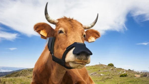 Маска за крави намалява емисиите на метан