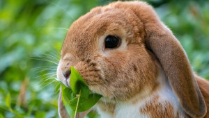 Кои растения са отровни за зайците? - Agri.bg