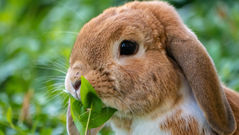 Кои растения са отровни за зайците?