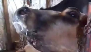 SOS: Изоставени и обречени на смърт крави - Снимка 1