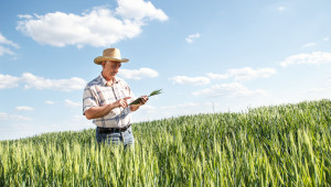 Фермери обявиха близо 17 000 дка с пшеница, засегнати от сушата - Agri.bg