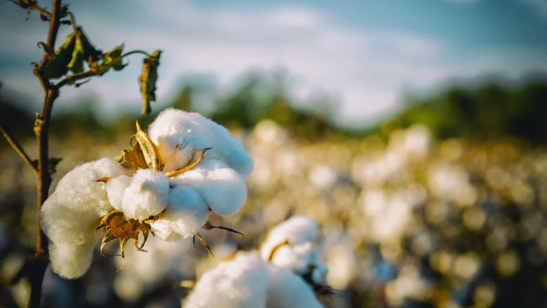 ДФЗ изплати близо 5 млн. лева на производителите на памук