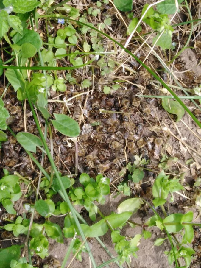 Пчели умират с шепи в Плевенско - Снимка 1