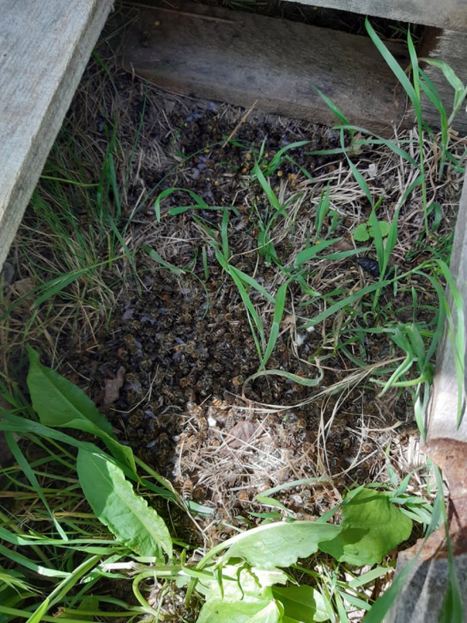 Пчели умират с шепи в Плевенско - Снимка 3